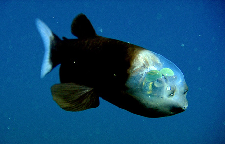 长着透明头的鱼(图片提供：Monterey Bay Aquarium Research Institute )