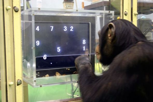 猿类在记忆测试中打败人类（图片来源：Tetsuro Matsuzawa, Primate Research Institute via Kyoto/AP）