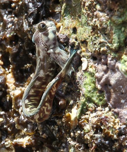 海洋里的大量“会走”鱼